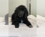 Small Photo #2 Poodle (Standard) Puppy For Sale in BURNSVILLE, NC, USA