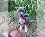 Puppy Puppy 2 Emma American Pit Bull Terrier