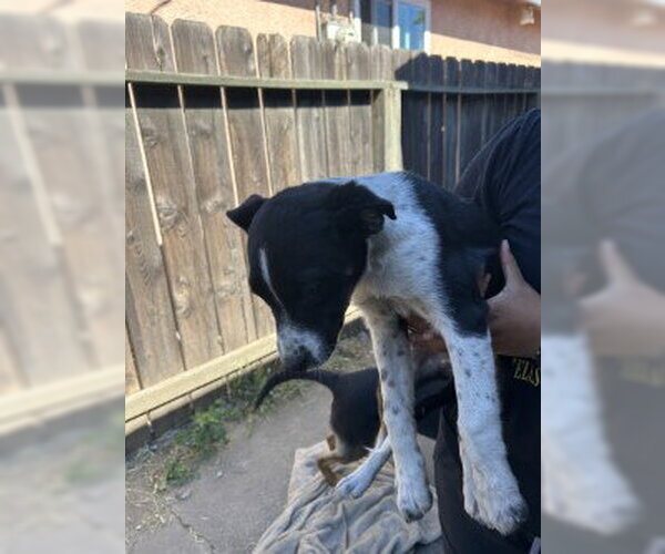 Medium Photo #1 Border Collie-Unknown Mix Puppy For Sale in Stockton, CA, USA