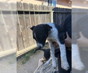 Border Collie-Unknown Mix Dogs for adoption in Stockton, CA, USA