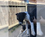 Small Border Collie Mix