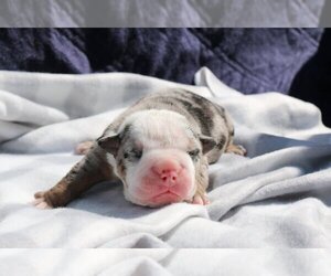 English Bulldog Puppy for sale in FAIRFAX, VA, USA