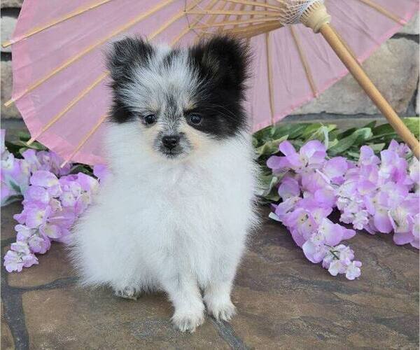 Medium Photo #2 Pomeranian Puppy For Sale in ORRVILLE, OH, USA