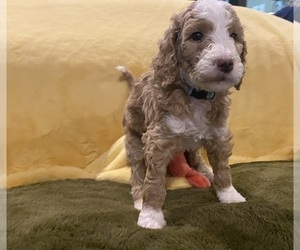 Poodle (Standard) Puppy for Sale in MOBILE, Alabama USA