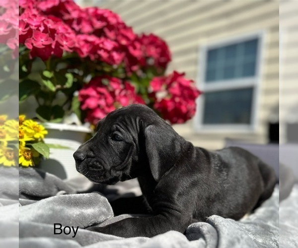 Medium Photo #1 Great Dane Puppy For Sale in LILBURN, GA, USA