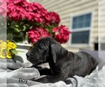 Small Photo #1 Great Dane Puppy For Sale in LILBURN, GA, USA