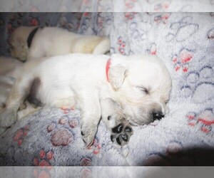 Medium English Cream Golden Retriever