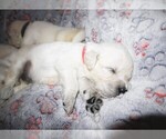 Puppy 5 English Cream Golden Retriever
