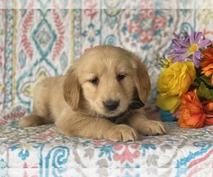 Golden Retriever Puppy for sale in LANCASTER, PA, USA