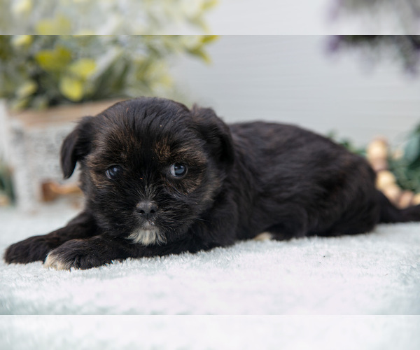 Medium Photo #10 Shorkie Tzu Puppy For Sale in BERNE, IN, USA