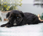 Small Photo #10 Shorkie Tzu Puppy For Sale in BERNE, IN, USA