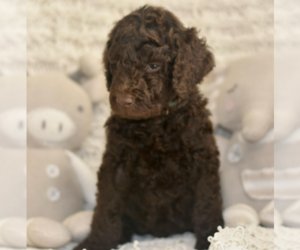Medium Labradoodle mix (+ Poodle Standard)