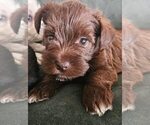 Puppy Brownie Schnauzer (Miniature)