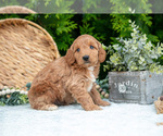 Small Photo #19 Cavapoo Puppy For Sale in KIRKWOOD, PA, USA