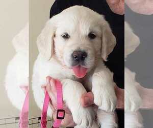 Golden Retriever Puppy for sale in NEWVILLE, PA, USA