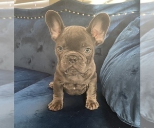 French Bulldog Puppy for sale in LOMA MAR, CA, USA