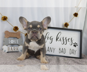 French Bulldog Puppy for sale in WOOSTER, OH, USA
