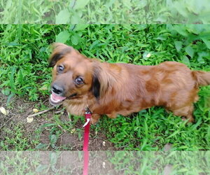 Betsy (fka Lil Bit; being fostered in VA) - Female Cocker Spaniel-Dachshund Mix Dog for Adoption - Photo #5