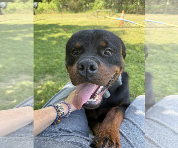 Medium Photo #13 Rottweiler Puppy For Sale in Mooresville, NC, USA