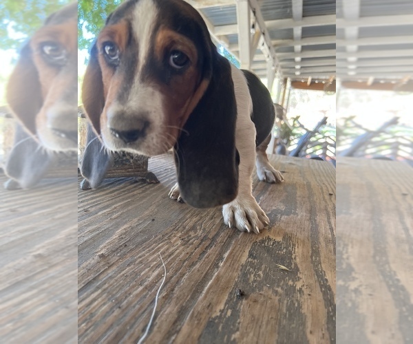 Medium Photo #4 Basset Hound Puppy For Sale in SQUAW VALLEY, CA, USA