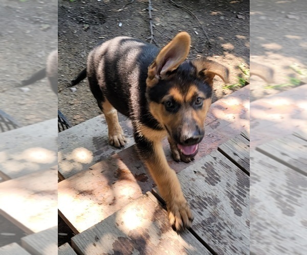Medium Photo #4 German Shepherd Dog Puppy For Sale in PICKERINGTON, OH, USA