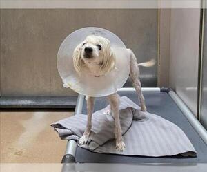 Poodle (Miniature) Dogs for adoption in Martinez, CA, USA