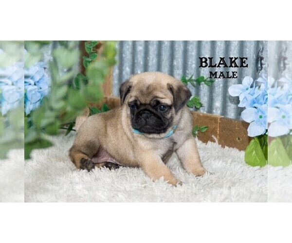Medium Photo #41 Pug Puppy For Sale in CLARE, MI, USA