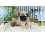 Small #40 Pug