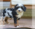 Small #2 Bernedoodle (Miniature)
