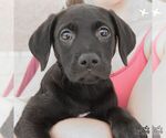Small #1 Labrador Retriever Mix