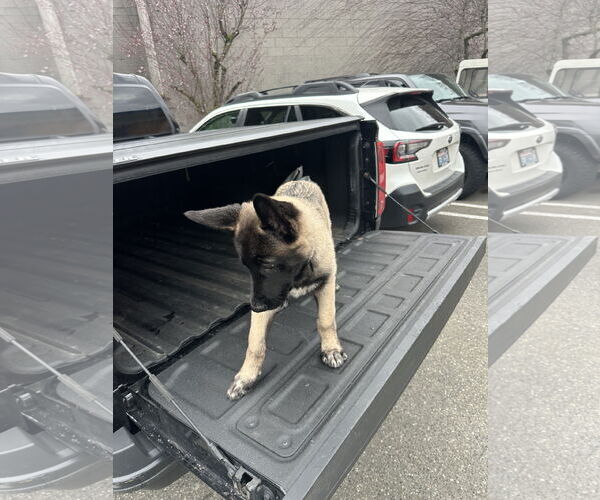 Medium Photo #3 German Shepherd Dog Puppy For Sale in Seattle, WA, USA
