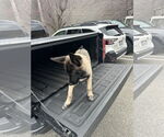 Small #2 German Shepherd Dog