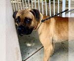 Small #1 Mastiff