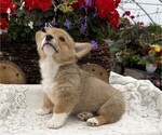 Small #1 Pembroke Welsh Corgi