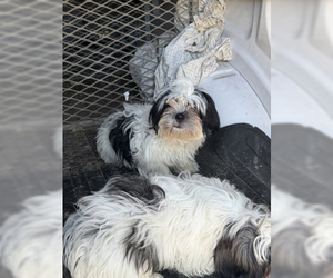 Shih Tzu-Unknown Mix Dogs for adoption in Woodbury, NY, USA