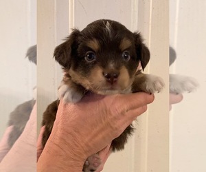 Miniature Australian Shepherd Puppy for sale in FORT MORGAN, CO, USA