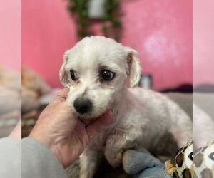 Maltese Dogs for adoption in Foristell, MO, USA