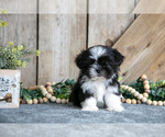 Puppy Ellie Shih Tzu