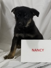 German Shepherd Dog Puppy for sale in NEW HAVEN, IN, USA