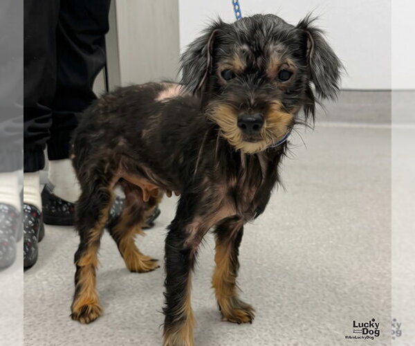 Medium Photo #3 Dachshund-Unknown Mix Puppy For Sale in Washington, DC, USA