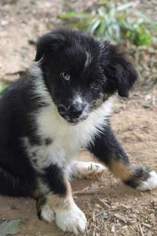 Australian Shepherd Puppy for sale in CORBIN, KY, USA