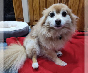 Fallon - Female Pomeranian Dog for Adoption - Photo #2