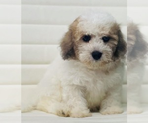 Havanese Puppy for sale in CINCINNATI, OH, USA