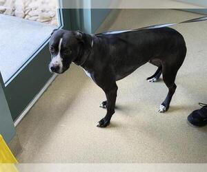 Labrador Retriever-Unknown Mix Dogs for adoption in Newton, NC, USA