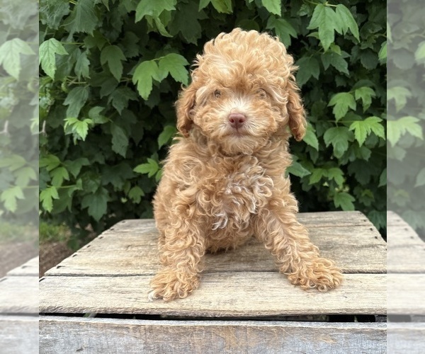 Medium Photo #3 Poodle (Miniature) Puppy For Sale in MIDDLEBURY, IN, USA