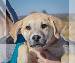 German Shepherd Dog-Unknown Mix Dogs for adoption in Huntley, IL, USA