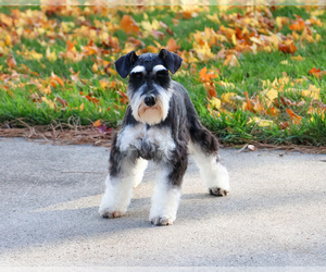 Mother of the Schnauzer (Miniature) puppies born on 06/30/2026