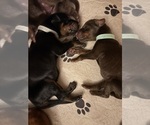 Small #7 Doberman Pinscher