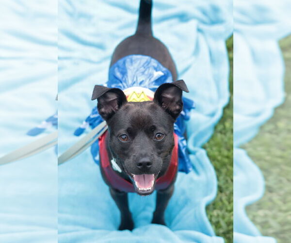 Medium Photo #12 Mutt Puppy For Sale in Philadelphia, PA, USA