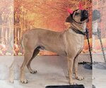 Small Photo #4 Black Mouth Cur-Unknown Mix Puppy For Sale in Stover, MO, USA
